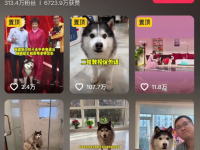 宠物短视频怎么拍吸引人？创作思路！